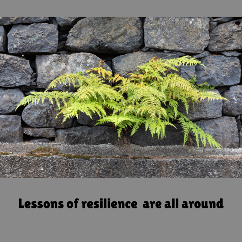 Building Resilience in Nonprofits: 3 personal lessons
